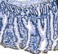 Anti-splicing factor 1 Antibody Picoband™ (monoclonal, 2F5D10)