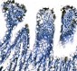 Anti-splicing factor 1 Antibody Picoband™ (monoclonal, 7D9E3)