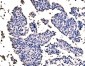 Anti-splicing factor 1 Antibody Picoband™ (monoclonal, 7D9E3)