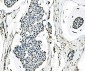 Anti-splicing factor 1 Antibody Picoband™ (monoclonal, 7D9E3)