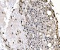 Anti-splicing factor 1 Antibody Picoband™ (monoclonal, 7D9E3)
