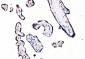 Anti-splicing factor 1 Antibody Picoband™ (monoclonal, 7D9E3)