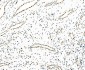 Anti-splicing factor 1 Antibody Picoband™ (monoclonal, 7D9E3)