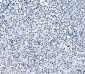 Anti-splicing factor 1 Antibody Picoband™ (monoclonal, 2F5D10)
