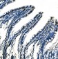 Anti-splicing factor 1 Antibody Picoband™ (monoclonal, 2F5D10)