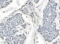 Anti-splicing factor 1 Antibody Picoband™ (monoclonal, 2F5D10)