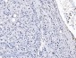 Anti-splicing factor 1 Antibody Picoband™ (monoclonal, 2F5D10)