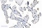 Anti-splicing factor 1 Antibody Picoband™ (monoclonal, 2F5D10)