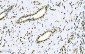 Anti-splicing factor 1 Antibody Picoband™ (monoclonal, 2F5D10)