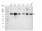 Anti-splicing factor 1 Antibody Picoband™ (monoclonal, 2F5D10)