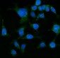 Anti-Grp75 Antibody Picoband™ (monoclonal, 4I9)