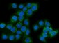 Anti-Glutaminase/GLS Antibody Picoband™ (monoclonal, 9G6)