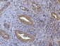 Anti-Glutaminase/GLS Antibody Picoband™ (monoclonal, 9G6)