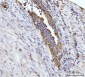Anti-Glutaminase/GLS Antibody Picoband™ (monoclonal, 9G6)