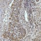 Anti-Glutaminase/GLS Antibody Picoband™ (monoclonal, 9G6)
