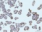 Anti-Glutaminase/GLS Antibody Picoband™ (monoclonal, 9G6)