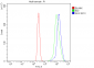 Anti-Glutaminase/GLS Antibody Picoband™ (monoclonal, 3G13)