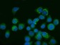 Anti-Glutaminase/GLS Antibody Picoband™ (monoclonal, 3G13)