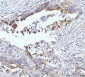 Anti-Glutaminase/GLS Antibody Picoband™ (monoclonal, 3G13)
