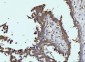 Anti-Glutaminase/GLS Antibody Picoband™ (monoclonal, 3G13)