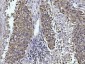 Anti-Glutaminase/GLS Antibody Picoband™ (monoclonal, 3G13)