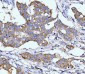 Anti-DHODH Antibody Picoband™ (monoclonal, 2G7)