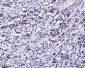 Anti-DHODH Antibody Picoband™ (monoclonal, 2G7)