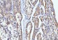 Anti-DHODH Antibody Picoband™ (monoclonal, 2G7)