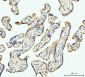 Anti-DHODH Antibody Picoband™ (monoclonal, 2G7)