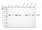 Anti-DHODH Antibody Picoband™ (monoclonal, 2G7)