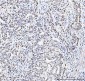 Anti-MCM6 Antibody Picoband™ (monoclonal, 3I4C8)