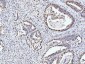 Anti-MCM6 Antibody Picoband™ (monoclonal, 3I4C8)