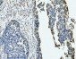 Anti-MCM6 Antibody Picoband™ (monoclonal, 3I4C8)
