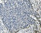 Anti-MCM6 Antibody Picoband™ (monoclonal, 3I4C8)