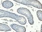 Anti-MCM6 Antibody Picoband™ (monoclonal, 3I4C8)