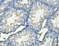Anti-MCM6 Antibody Picoband™ (monoclonal, 3I4C8)