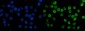 Anti-MCM6 Antibody Picoband™ (monoclonal, 3F13C4)