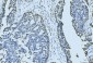 Anti-MCM6 Antibody Picoband™ (monoclonal, 3F13C4)