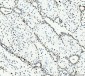 Anti-MCM6 Antibody Picoband™ (monoclonal, 3F13C4)