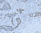 Anti-MCM6 Antibody Picoband™ (monoclonal, 3F13C4)