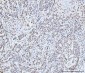 Anti-MCM6 Antibody Picoband™ (monoclonal, 3F13C4)