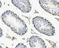 Anti-MCM6 Antibody Picoband™ (monoclonal, 3F13C4)