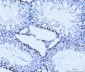 Anti-MCM6 Antibody Picoband™ (monoclonal, 3F13C4)