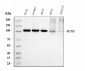 Anti-MCM6 Antibody Picoband™ (monoclonal, 3F13C4)