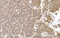 Anti-SND1 Antibody Picoband™ (monoclonal, 5F5E9)