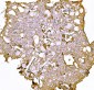 Anti-Prothrombin Antibody Picoband™ (monoclonal, 4G13G9)