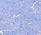 Anti-Prothrombin Antibody Picoband™ (monoclonal, 4G13G9)