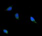 Anti-Filamin B/FLNB Antibody Picoband™ (monoclonal, 11E2D2)