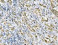 Anti-Filamin B/FLNB Antibody Picoband™ (monoclonal, 11E2D2)