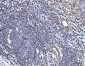 Anti-Filamin B/FLNB Antibody Picoband™ (monoclonal, 11E2D2)